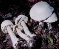 Image of Amanita polypyramis