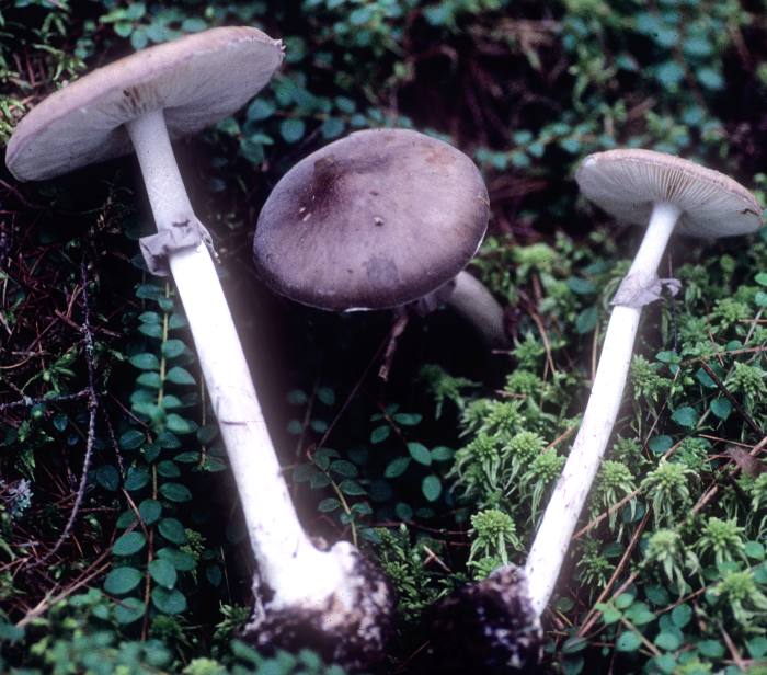 Amanita porphyria image