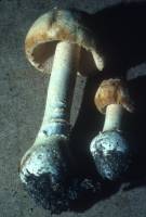 Amanita roseitincta image