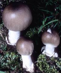 Image of Agaricus spretus