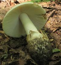 Image of Amanita volvata