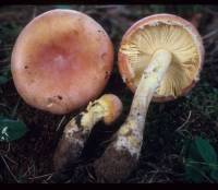 Amanita wellsii image