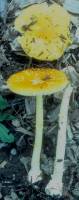 Amanita frostiana image