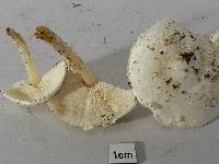 Smithiomyces mexicanus image