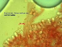 Smithiomyces mexicanus image