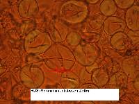 Smithiomyces mexicanus image