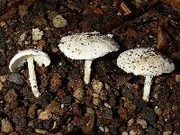 Image of Smithiomyces mexicanus