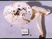 Smithiomyces mexicanus image