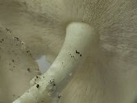 Smithiomyces mexicanus image