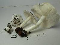 Smithiomyces mexicanus image