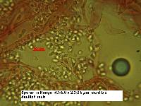 Smithiomyces mexicanus image