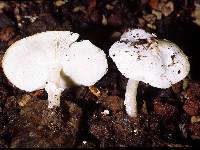 Smithiomyces mexicanus image