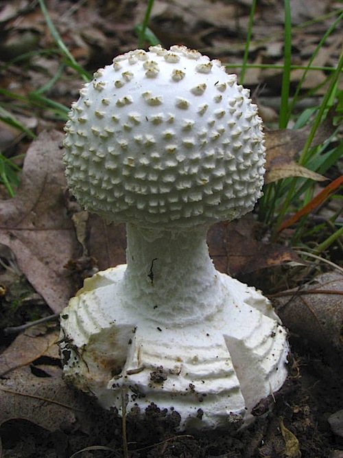 Amanita abrupta image