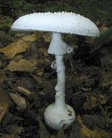 Amanita abrupta image