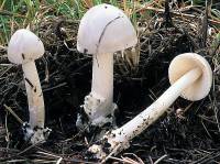 Amanita alba image