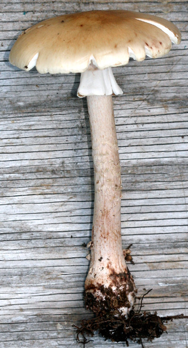 Amanita amerirubescens image