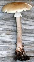 Amanita amerirubescens image