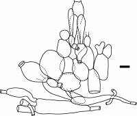 Amanita amerirubescens image