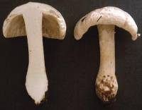 Image of Amanita armillariiformis