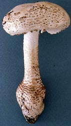 Amanita atkinsoniana image