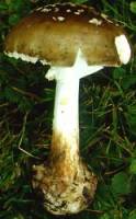 Amanita brunnescens image