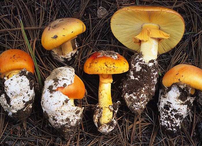 Amanita cochiseana image