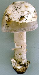 Amanita chiricahuana image