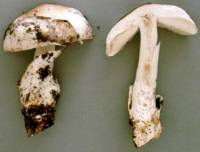 Amanita chiricahuana image