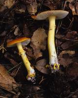 Amanita flavoconia image