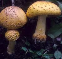 Amanita flavorubens image