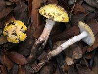 Amanita flavorubescens image