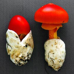 Amanita jacksonii image