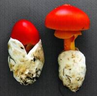 Image of Amanita jacksonii