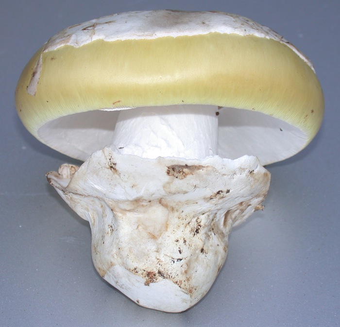 Amanita vernicoccora image