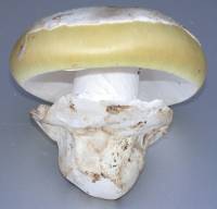 Image of Amanita vernicoccora