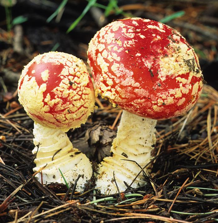 Amanita muscaria subsp. flavivolvata image