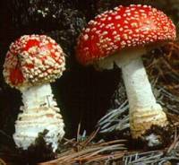 Amanita muscaria subsp. flavivolvata image