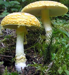 Amanita muscaria var. guessowii image