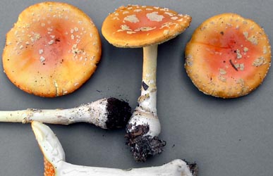 Amanita muscaria image