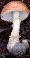 Amanita muscaria var. persicina image