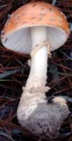 Amanita muscaria image