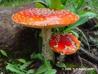 Amanita muscaria image