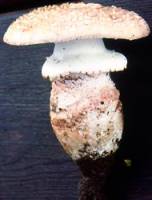 Amanita novinupta image