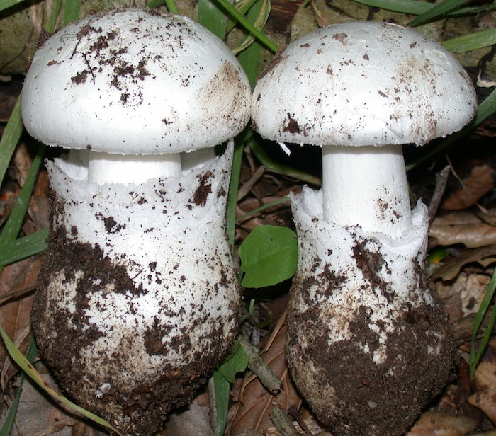 Amanita ocreata image