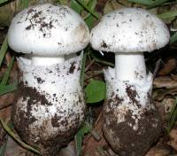 Image of Amanita ocreata