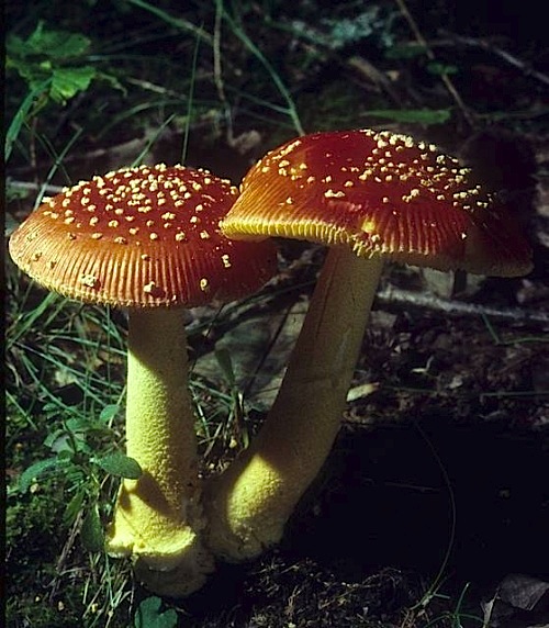 Amanita parcivolvata image