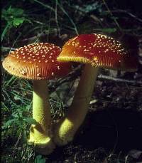 Amanita parcivolvata image