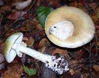 Amanita phalloides image