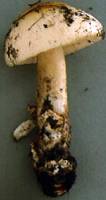 Amanita populiphila image