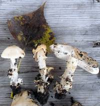 Amanita populiphila image